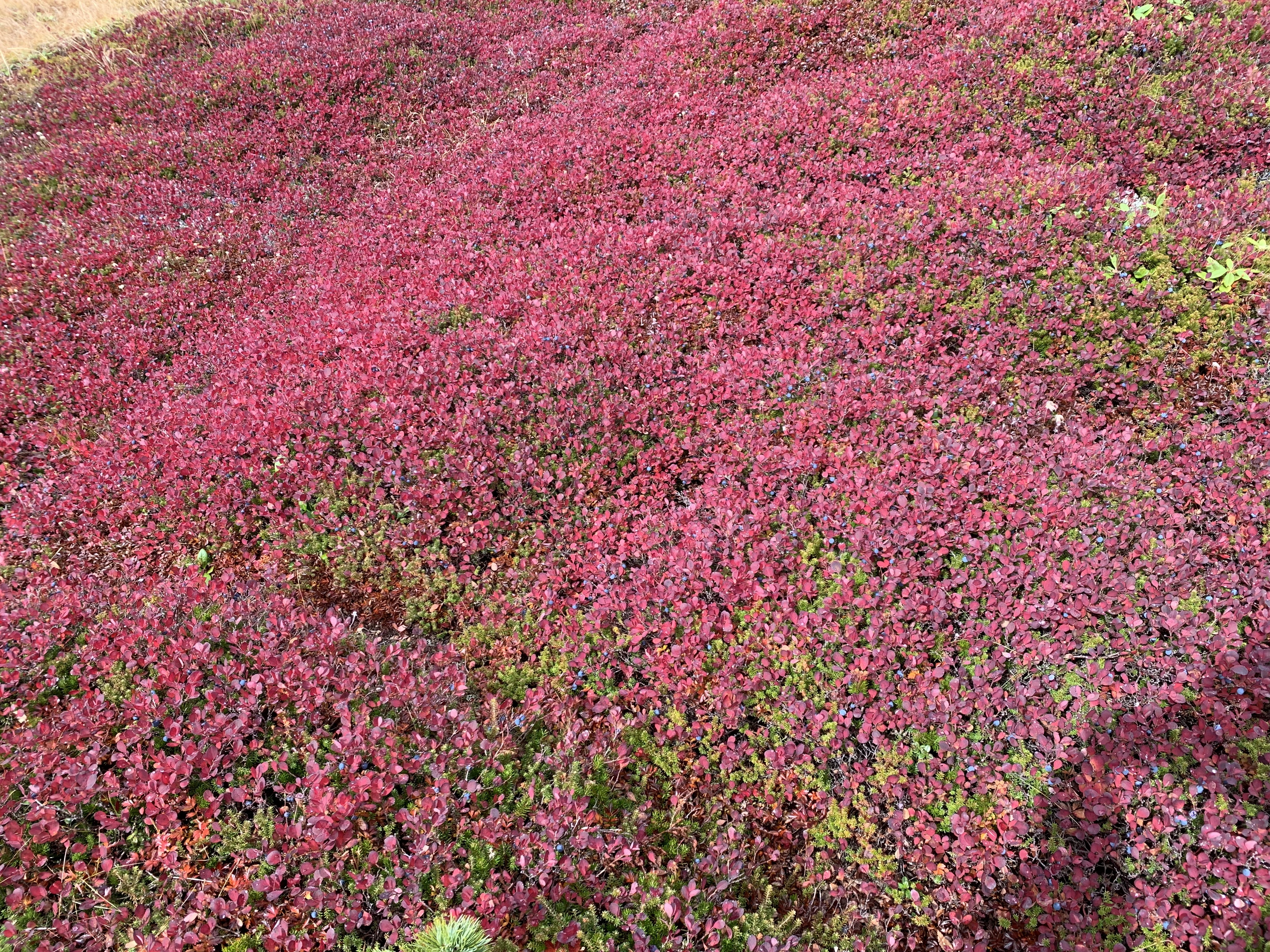 http://yoyamazaki.jp/blog/blog/%E3%82%AF%E3%83%AD%E3%83%9E%E3%83%A1%E3%83%8E%E3%82%AD.jpg